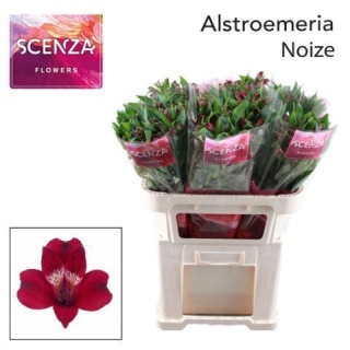 ALSTR NOIZE 75cm - D