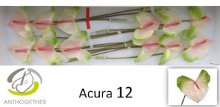 ANTH ACURA 12 - PROMO