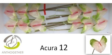 ANTH ACURA 12 - PROMO