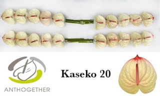ANTH A KASEKO 20 - D
