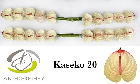 ANTH A KASEKO 20 - D