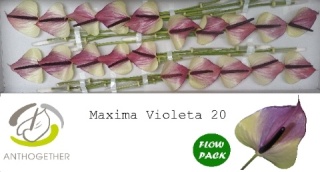 ANTH A MAX VIOLETA 20fl - D