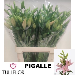 LI LA PIGALLE 5+ 95cm - D