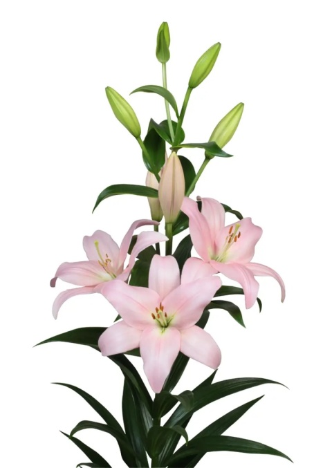 LI LA PIGALLE 5+ 95cm - D