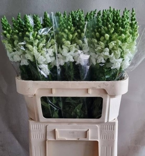 ANTIR TOULON WHITE 75cm - D
