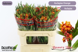 ASCL INCARNATA 60cm - D