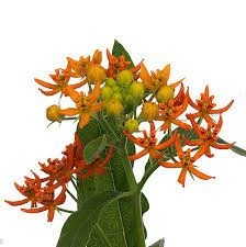 ASCL INCARNATA 60cm - D