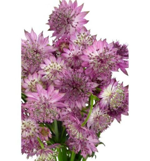 ASTR STAR OF AFRICA 60cm - D