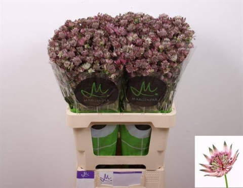 ASTR STAR OF AFRICA 60cm - D
