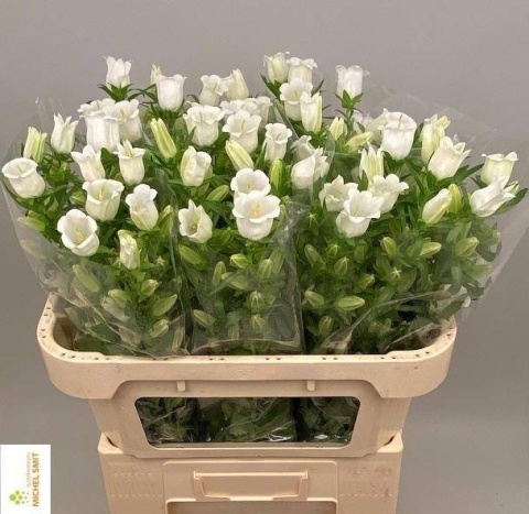 CAMP M CHAMPION WHITE 70cm - D