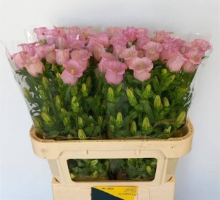 CAMP M PEARL PINK 70cm - D
