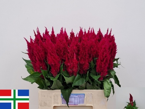 CEL P CENT PURP ROSE 65cm - D