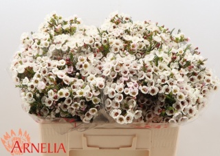 CHAME Moonlight Delight 50cm - D