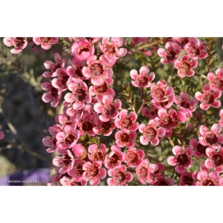 CHAME SARAHS DELIGHT 40cm - D