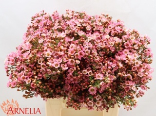 CHAME SARAHS DELIGHT 40cm - D