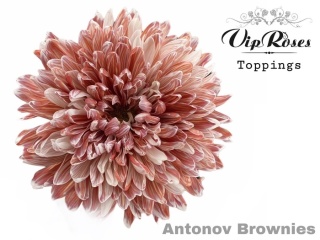 CHR G ANTONOV BROWNIES 65cm - D