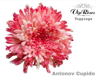 CHR G ANTONOV CUPIDO 65cm - D