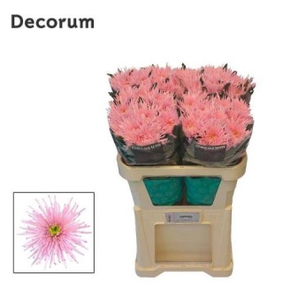 CHR G CIPRIA 70cm - PROMO