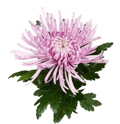 CHR G CIPRIA 70cm - PROMO