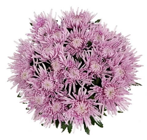 CHR G CIPRIA 70cm - PROMO