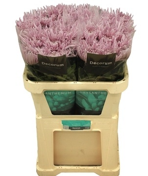 CHR G CIPRIA 70cm - PROMO