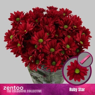 CHR T RUBY STAR 70cm/90G - D