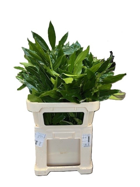 COCCULUS 80cm - D