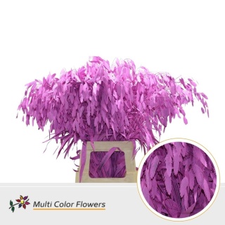 Chasmanthium Rose 70cm - D
