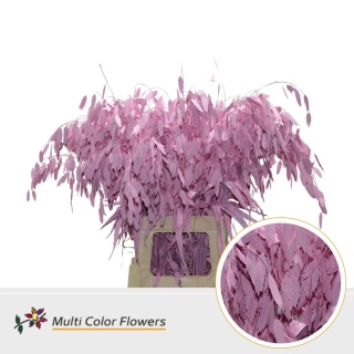 Chasmanthium Rose Licht 70cm - D