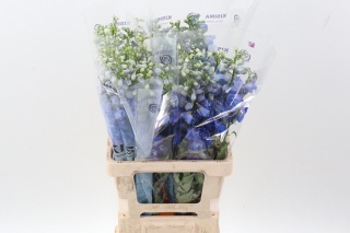 DELPH DU GUARD BLUE 70cm - D