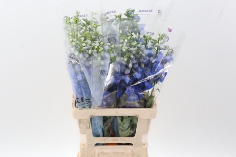 DELPH DU GUARD BLUE 70cm - D