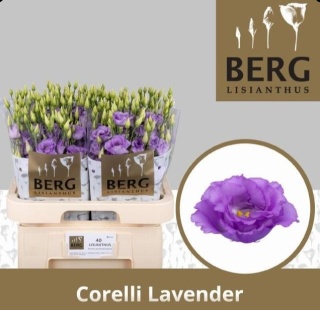 EUS G CORELLI LAVEND 70cm - S
