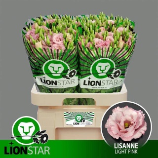 EUS G LISANNE LIGHT PINK 70cm - S