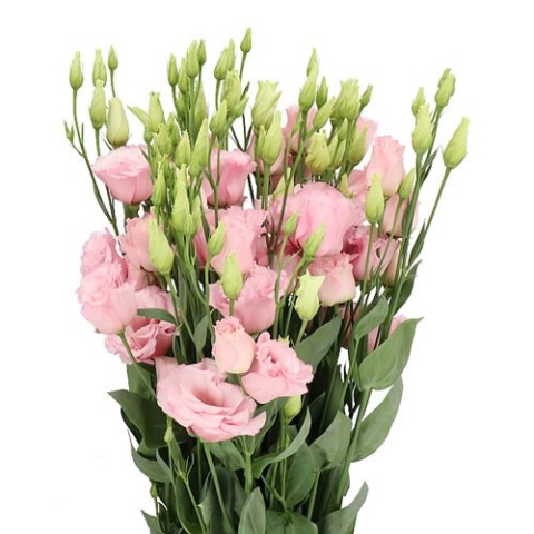 EUS G LISANNE LIGHT PINK 70cm - S