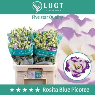 EUS LISANE BLUE PICO 70cm - S