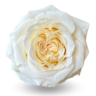 Ecuador - R GR Garden Moonlight Exclusive 40cm