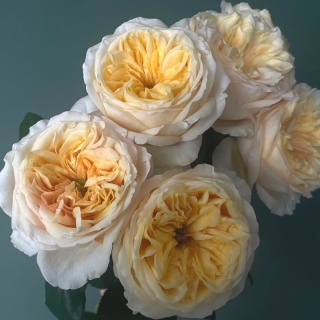 Ecuador - R GR Garden Cream Juliet Exclusive 40cm