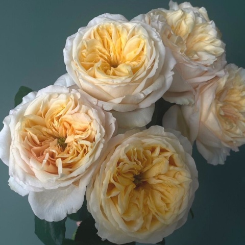 Ecuador - R GR Garden Cream Juliet Exclusive 40cm