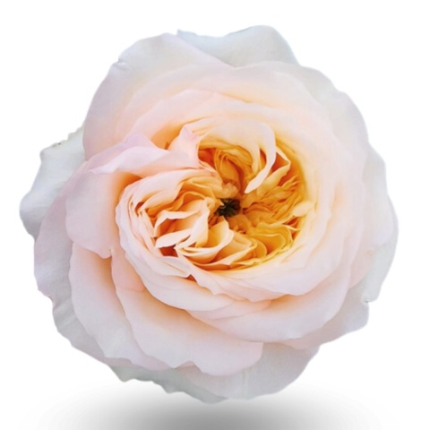 Ecuador - R GR Garden Cream Juliet Exclusive 40cm