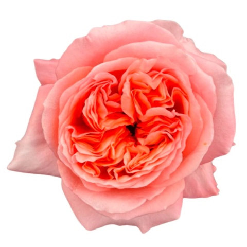 Ecuador - R GR Garden Sweet London Exclusive 40cm