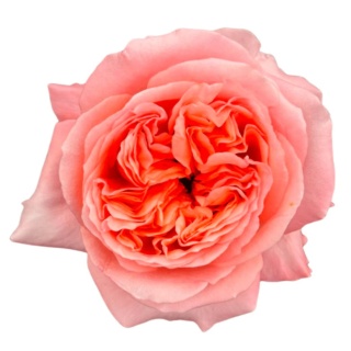 Ecuador - R GR Garden Sweet London Exclusive 50cm