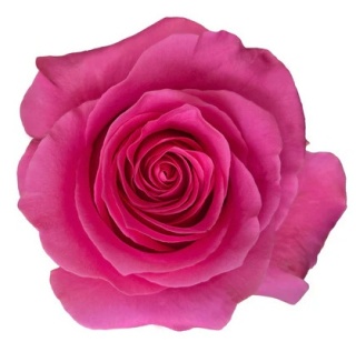 Ecuador - R Pink Martini 60cm
