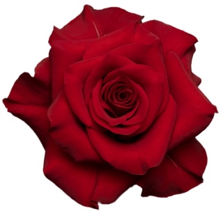 Ecuador - R Mamma Mia 50cm