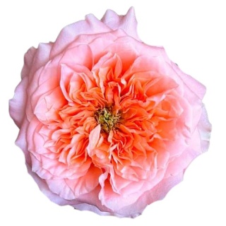 Ecuador - R Mandarin Garden 40cm