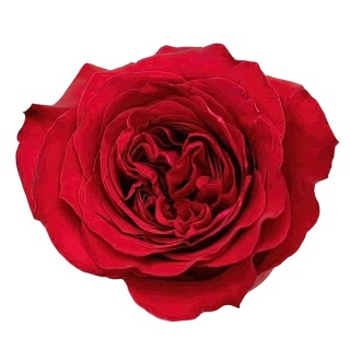 Ecuador - R Gala 60cm