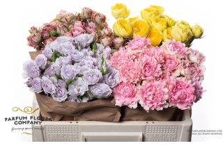 R TR GARDEN MIX 50cm - PROMO
