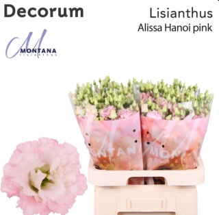 Eus G Alissa HANOI PINK 70cm - S