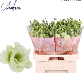 Eus G Alissa Green 70cm - S
