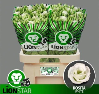 Eus G Rosita White 70cm - S