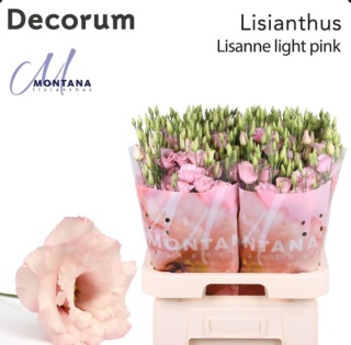 Eus G Lisanne light pink 70cm - S